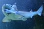 Гръцки рибар улови 8-метрова акула