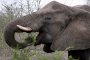 Слон стъпка холандски турист в Индия 