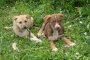 Бездомните кучета в София имат нов приют 
