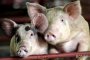 50 случая на свински грип в Румъния 