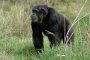 Болест подобна на СПИН убива шимпанзетата 