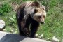 Медведев харесва образа на Русия като мечка
