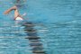 Момиченце на 7г. се удави в басейн в Банско 