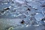 УАЗ пропадна в заледено езеро в Казахстан, 4 жертви 
