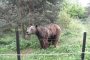 Влюбчив мечок е най-чувственият обитател на парка над Белица