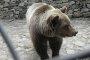 “Четири лапи“: България е уникална със своята популация от кафяви мечки