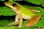 Дървесните жаби използват вибрации за комуникация