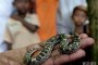 Змиите в света застрашително намаляват
