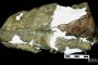 Откриха кожен мокасин на 5 500 години
