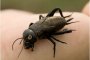Щурци нападнаха Бургас, пръскат с инсектициди