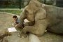 Слонче проговори на човешки език 