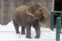 Водка спаси циркови слонове от сибирския студ