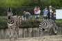 40 нови животни пристигат в зоопарка