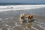 Забраняват кучетата по плажа