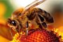 ЕС ще забрани пестицидите, които са потенциално опасни за пчелите