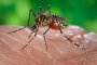  Комари хапят с опасна зараза
