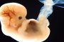 1 млн. подписа в Европа срещу ползването на ембриони в медицината