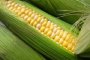 България да не допуска ГМО царевица