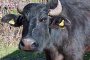 Зараза с антракс на говеждо месо в Източна Унгария