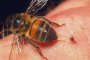 Бургазлийка издъхна за минути след ухапване от пчела 