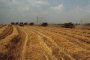 По-богата с 8 млн. тона е реколтата от пшеница в ЕС