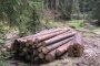 Незаконната сеч е 1 000 000 кубика дърва годишно