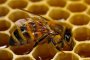 Странджа на прага на екологична катастрофа - пчелите умират