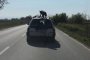 Пак жестокост: Вързаха куче на покрива на кола!