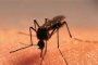 Дете, ухапано от комар в София, разви нилска треска