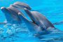 Черноморските делфини са световно застрашени видове