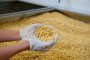 Киев ни набута 10 тона ГМО соя