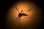 Пускат генно-модифицирани комари срещу Зика