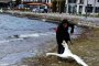 Българка уби лебед в Охридското езеро заради селфи