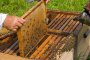 Българи създават „умни“ кошери, за да опазят пчелите