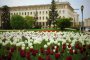 560 000 цветя цъфнаха в София