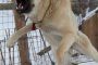 Пиян насъска 100-килограмовo куче срещу ченге