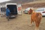   БАБХ умъртви четири коня заради липса на документи