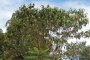     Биогориво от дървесни ядки добиват в Кения