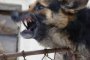  Домашни кучета убиха възрастна жена в Козловец