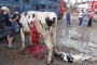  Разследване разкрива жестокости спрямо изнасяни от ЕС селскостопански животни