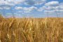   Рекордна реколта от пшеница – почти 6 млн. тона