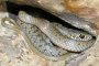Уловиха змия с рекордна дължина край Бургас