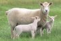  Овчарят от Разградско е болен от антракс