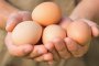    Nestlé ще използва само яйца от свободни кокошки 