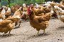   Още 5 млн. лева за борба срещу птичия грип и африканската чума 