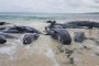   Над 150 кита заседнаха на плаж в Австралия
