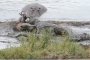   Хипопотами спасиха антилопа от захапката на крокодил