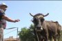  Спасяват крава звезда с петиция до Европарламента