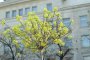    19 000 нови растения в дворовете на училищата и детските градини в София