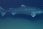 Гренландската акула е най-дълголетното гръбначно на Земята